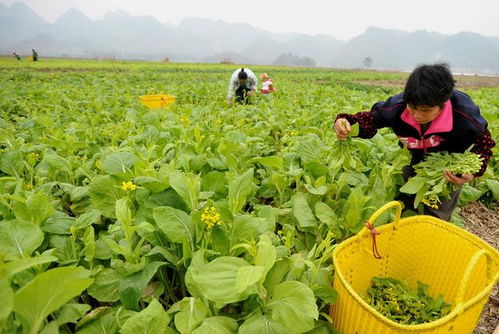 廣西 食用農(nóng)產(chǎn)品合格證制度將在全區(qū)試行
