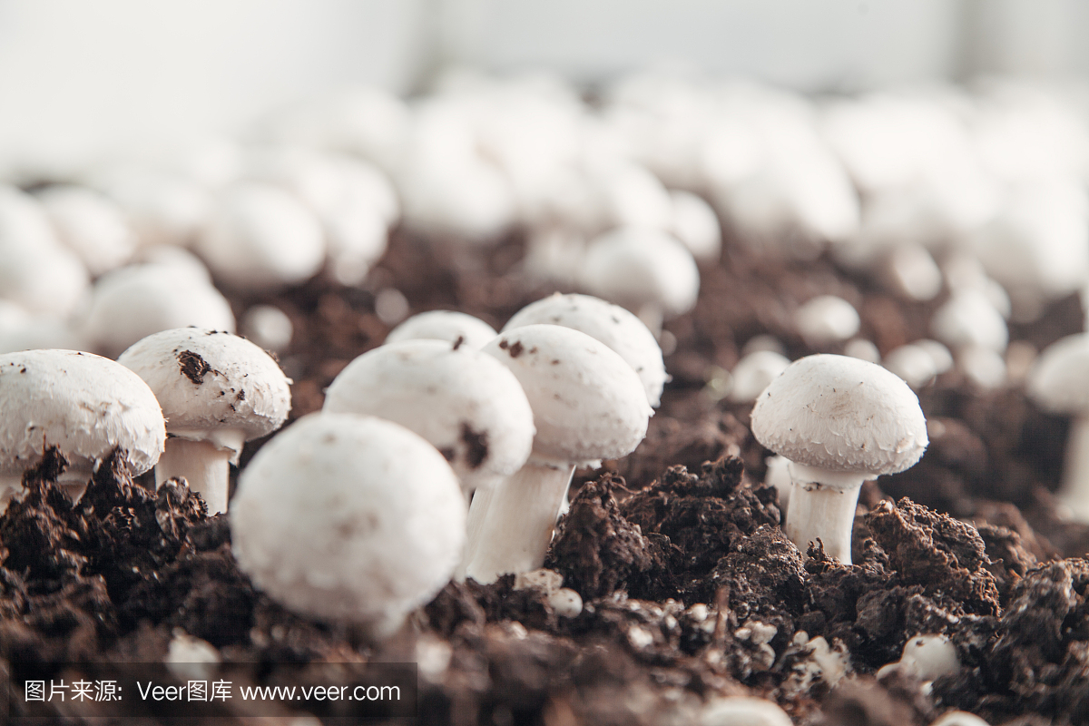 美味的食物。農(nóng)場(chǎng)里的蘑菇。